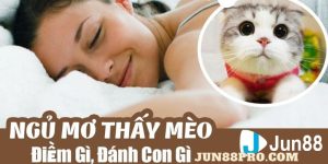 nằm mơ thấy mèo đánh số mấy