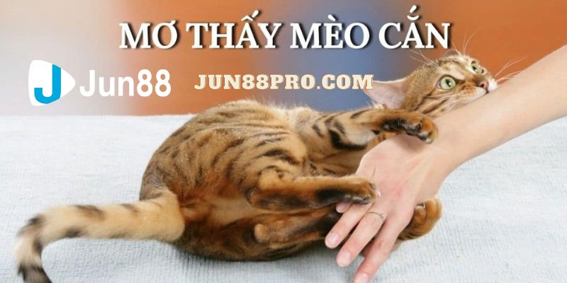 nằm mơ thấy mèo đánh số mấy