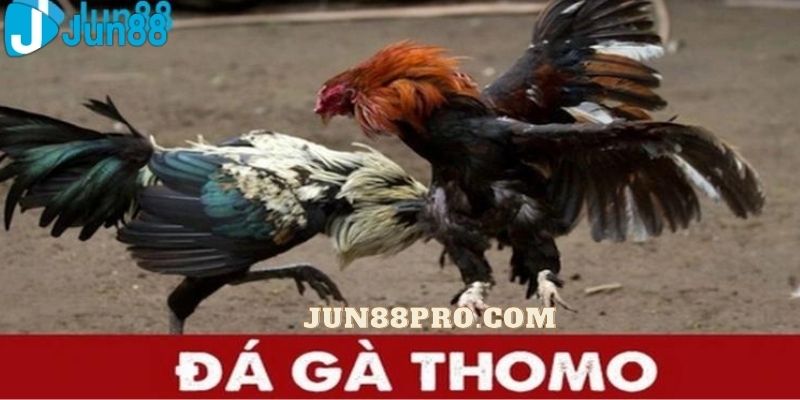 đá gà thomo