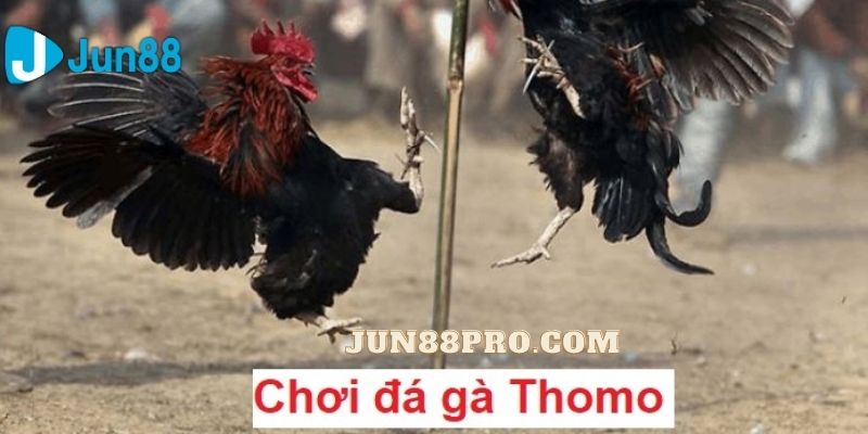 đá gà thomo