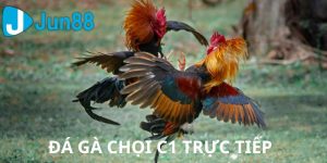 đá gà chọi