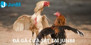 đá gà cựa sắt