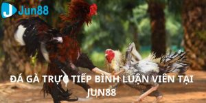 đá gà trực tiếp bình luận viên