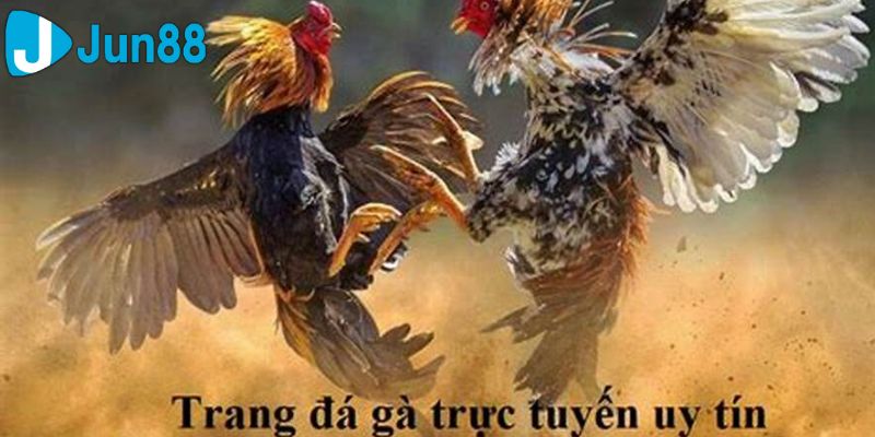 đá gà trực tiếp bình luận viên