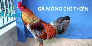 gà mồng chỉ thiên