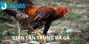 gian lận trong đá gà