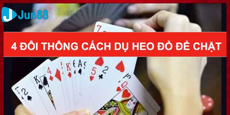 cách dụ heo đỏ