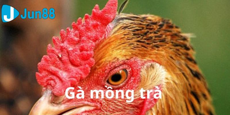 gà mồng trà